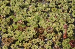 Sempervivum hybriden