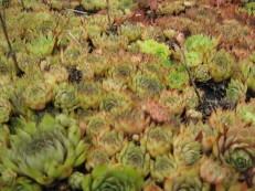 Sempervivum hybriden