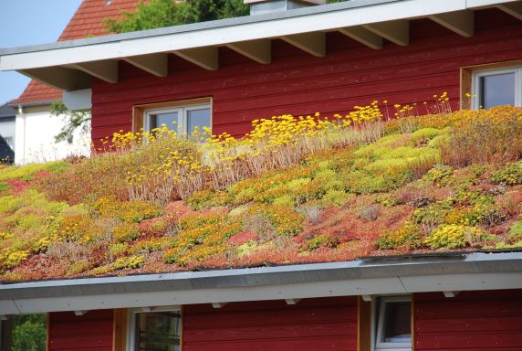 Begrüntes Schrägdach Bunte Sedum-Pflanzen auf einem begrünten Dach eines roten Hauses.