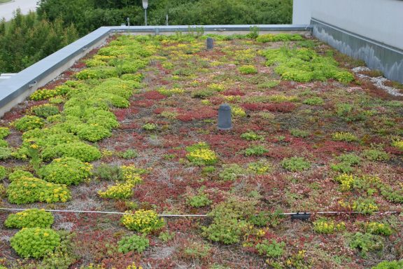 Lichte Flachdach-Begrünung Gründach mit sukkulenten Pflanzen in verschiedenen Grüntönen und Rottönen.