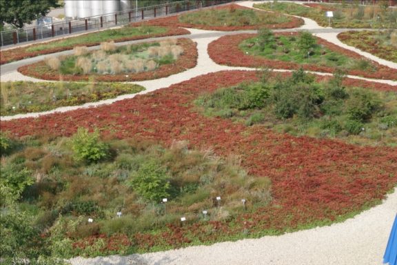 Sedumpflanzung auf Freifläche Landschaftsgestaltung mit roten und grünen Pflanzen in spiralförmigen Mustern.