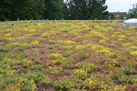 Dichte Flachdach-Begrünung Gründach mit bunten Pflanzen und blühendem Bewuchs in verschiedenen Farben.
